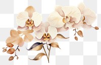 PNG  Orchid flowers orchid nature plant. AI generated Image by rawpixel.