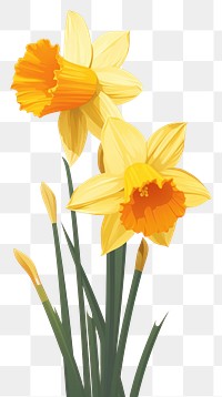 PNG Daffodils flower yellow plant. AI generated Image by rawpixel.