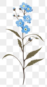 PNG Forget me not flower plant petal. AI generated Image by rawpixel.