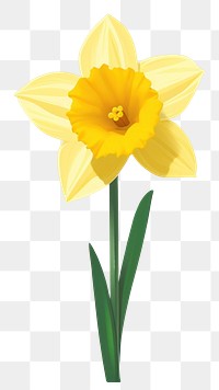 PNG Daffodil flower yellow plant. AI generated Image by rawpixel.