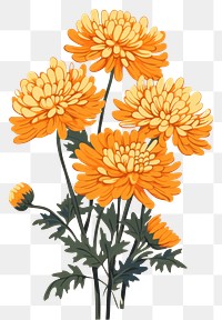 PNG Chrysanthemum bouquet chrysanths flower plant. 