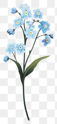 PNG Forget me not blossom flower plant