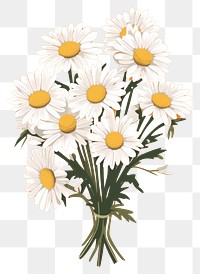 PNG Daisys bouquet flower plant inflorescence. AI generated Image by rawpixel.