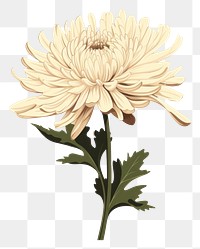 PNG Chrysanthemum chrysanths flower dahlia. AI generated Image by rawpixel.
