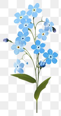 PNG Forget me not blossom flower plant. 