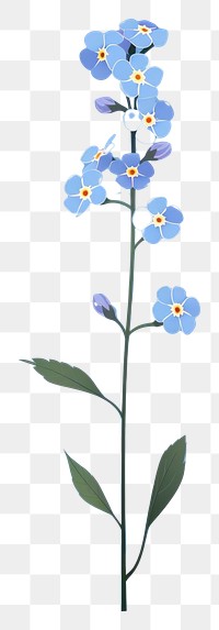 PNG Forget me not blossom flower plant. 