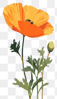 PNG California poppy flower plant inflorescence. AI generated Image by rawpixel.