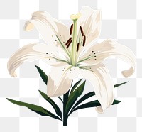 PNG Lily flower plant inflorescence. AI generated Image by rawpixel.