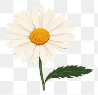 PNG Daisy flower plant inflorescence asteraceae. AI generated Image by rawpixel.