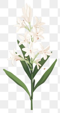 PNG Tuberose blossom flower plant. AI generated Image by rawpixel.