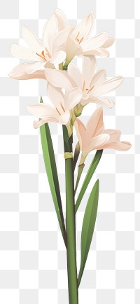 PNG Tuberose blossom flower plant. AI generated Image by rawpixel.