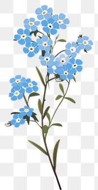 PNG Forget me not blossom flower plant. AI generated Image by rawpixel.