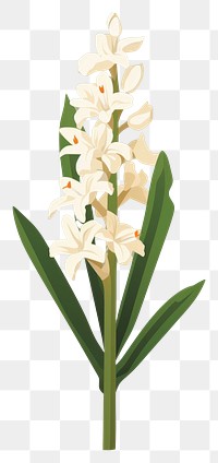 PNG Tuberose flower plant amaryllidaceae. AI generated Image by rawpixel.