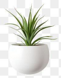 PNG Ceramic pot plant vase wall houseplant. AI generated Image by rawpixel.