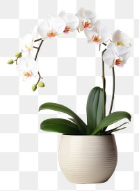 PNG Orchid in pot plant orchid flower white. 