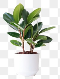 PNG Rubber Plant in pot plant leaf houseplant freshness. AI generated Image by rawpixel.