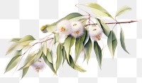 PNG  Eucalyptus oil flower plant freshness