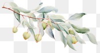 PNG  Eucalyptus oil plant leaf tree. AI generated Image by rawpixel.