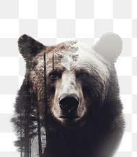 PNG Bear and forest wildlife portrait outdoors. AI generated Image by rawpixel.
