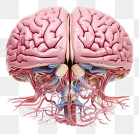 PNG  Brain Anatomy anatomy medical biology. AI generated Image by rawpixel.