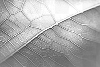 PNG Leaf texture plant macro photography backgrounds. 