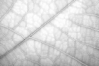 PNG Leaf texture plant green macro photography. AI generated Image by rawpixel.