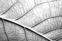 PNG Leaf texture plant green macro photography. AI generated Image by rawpixel.