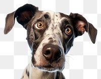 PNG  Dog animal mammal blue. AI generated Image by rawpixel.