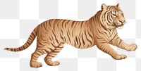 PNG Tiger wildlife animal feline. AI generated Image by rawpixel.
