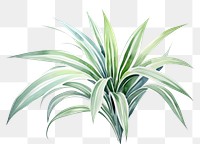PNG Leaf plant backgrounds white background. AI generated Image by rawpixel.