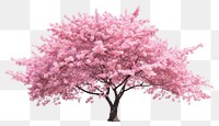 PNG Rhododendron springtime fragility freshness. AI generated Image by rawpixel.