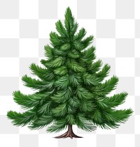 PNG Winter pine tree plant fir white background. AI generated Image by rawpixel.