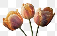 PNG Tulips blossom flower petal. AI generated Image by rawpixel.