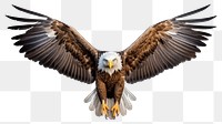 PNG Eagle animal flying bird. AI generated Image by rawpixel.