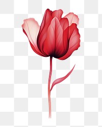 PNG Tulip flower petal plant rose. AI generated Image by rawpixel.