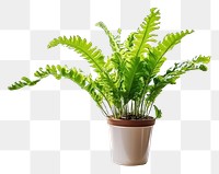 PNG Window plant fern houseplant. AI generated Image by rawpixel.