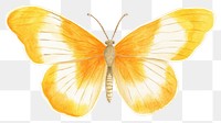 PNG Butterfly animal insect yellow. 