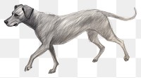 PNG Dog walking drawing mammal animal. AI generated Image by rawpixel.