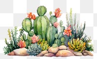 PNG Cactus painting nature plant. AI generated Image by rawpixel.