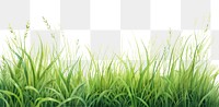 PNG Grass nature backgrounds outdoors. AI generated Image by rawpixel.