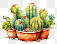 PNG Cactus nature plant creativity. AI generated Image by rawpixel.