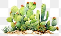 PNG Cactus nature plant creativity. AI generated Image by rawpixel.