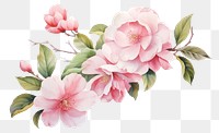 PNG Camellia flowers blossom nature plant