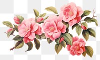 PNG Camellia flowers blossom nature plant