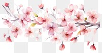 PNG Cherry blossom flowers nature plant inflorescence. AI generated Image by rawpixel.