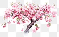 PNG Cherry blossom flowers nature plant springtime. AI generated Image by rawpixel.