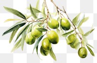 PNG Olive painting fruit plant. AI generated Image by rawpixel.