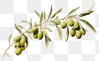 PNG Olive plant leaf tree. AI generated Image by rawpixel.