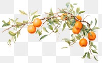 PNG Orange branch plant fruit food