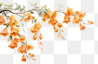 PNG Orange flowers nature plant freshness